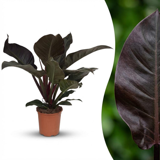 Philodendron Imperial Red - Rood - Ø19cm - ↕60cm