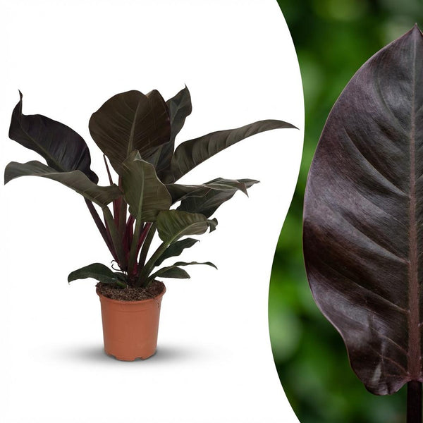 Philodendron Imperial Red - Rood - Ø19cm - ↕60cm