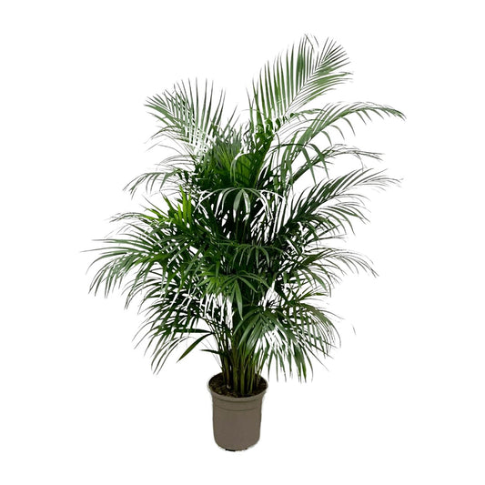 Arecapalm - Dypsis lutescens - Ø21cm - ↕140cm
