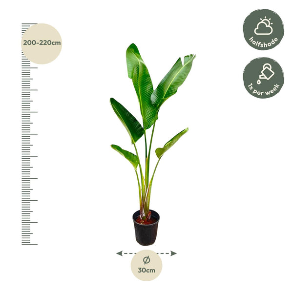 Witte paradijsvogelplant - Strelitzia augusta - Ø30cm - ↕210cm