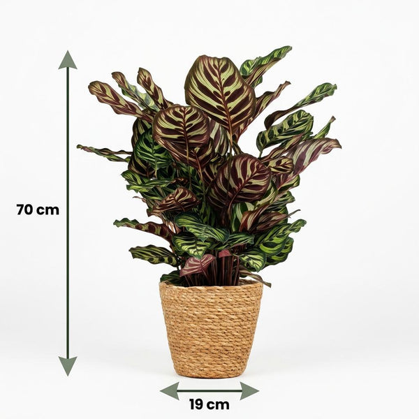 Pauwenplant - Calathea Makoyana - Ø19cm - ↕70cm
