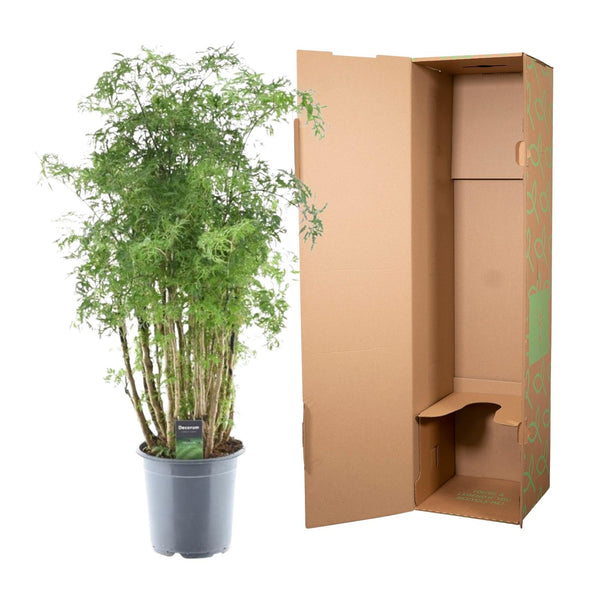 Polyscias Hawaiiana Ming - Ø24cm - ↕90cm