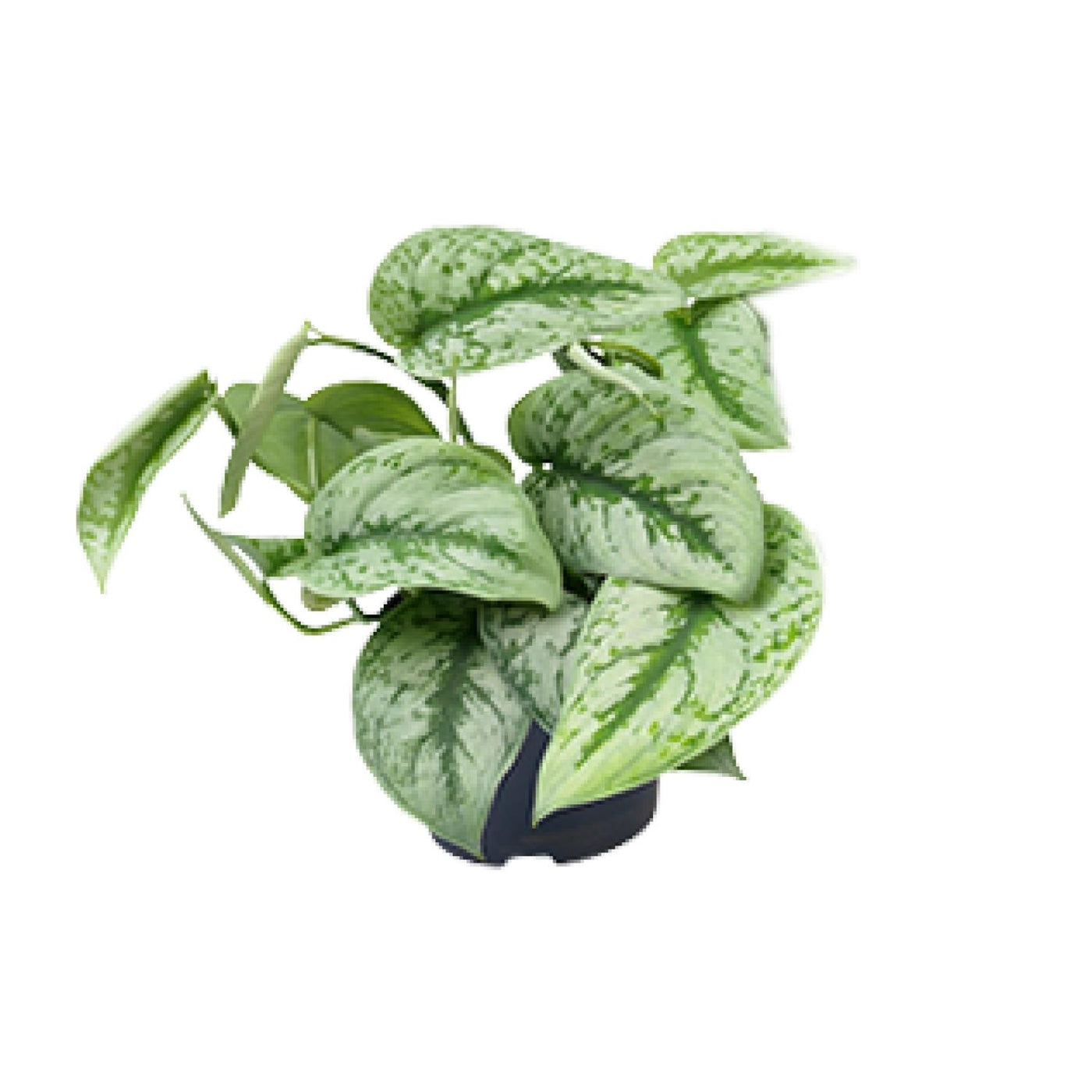 Satijnpothos - Scindapsus pictus 'Trebie' - Ø15cm - ↕25cm
