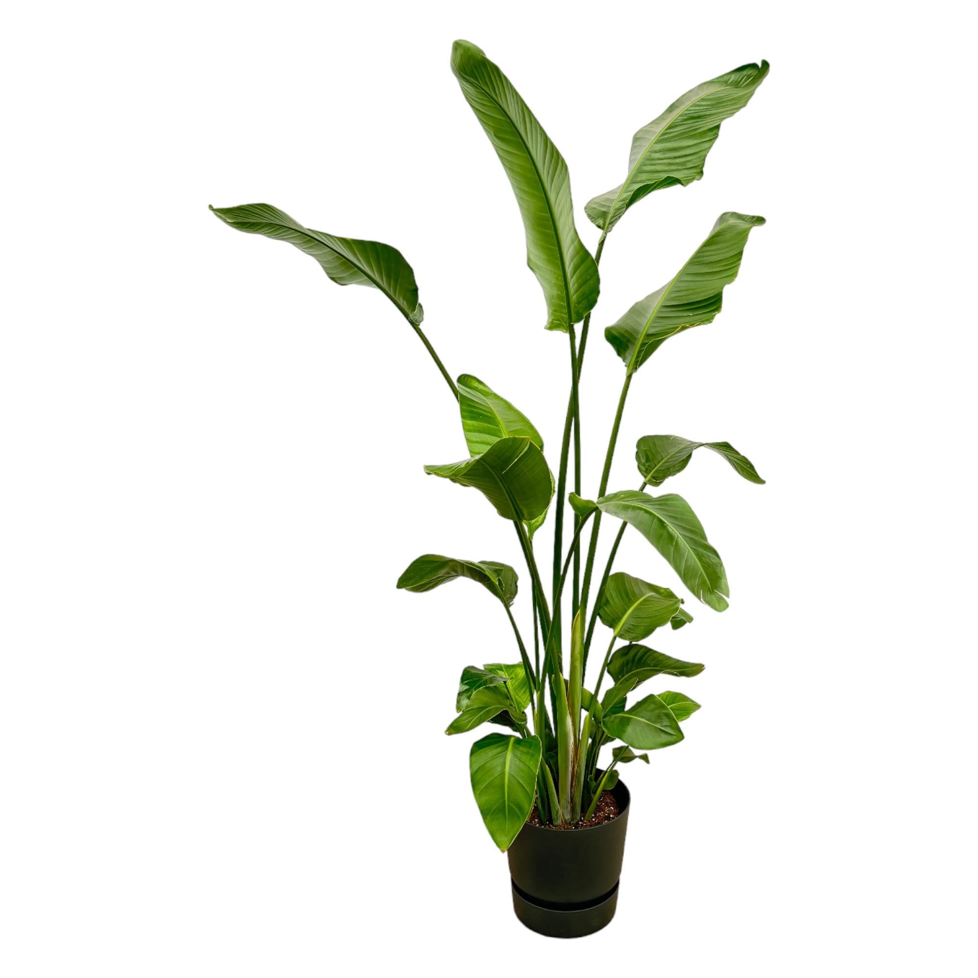 Witte paradijsvogelplant - Strelitzia nicolai - incl. Elho Greenville Round zwart - Ø30cm - ↕180cm