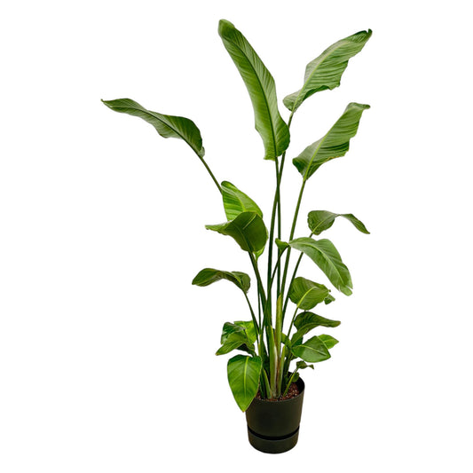 Witte paradijsvogelplant - Strelitzia nicolai - incl. Elho Greenville Round zwart - Ø30cm - ↕180cm