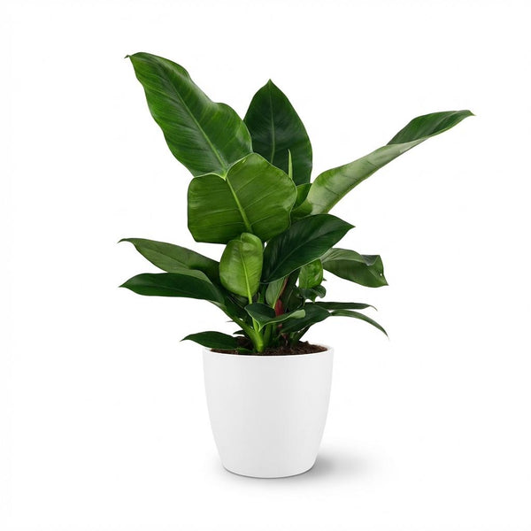 Philodendron Imperial Green - Ø19cm - ↕65cm