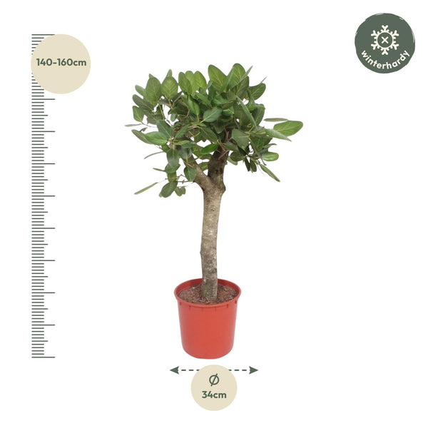 Bengaalse Vijg - Ficus benghalensis - Ø30cm - ↕150cm