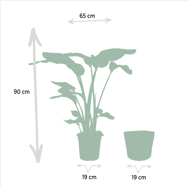 Witte paradijsvogelplant - Strelitzia nicolai - incl. Mand Selin - Ø19cm - ↕90cm