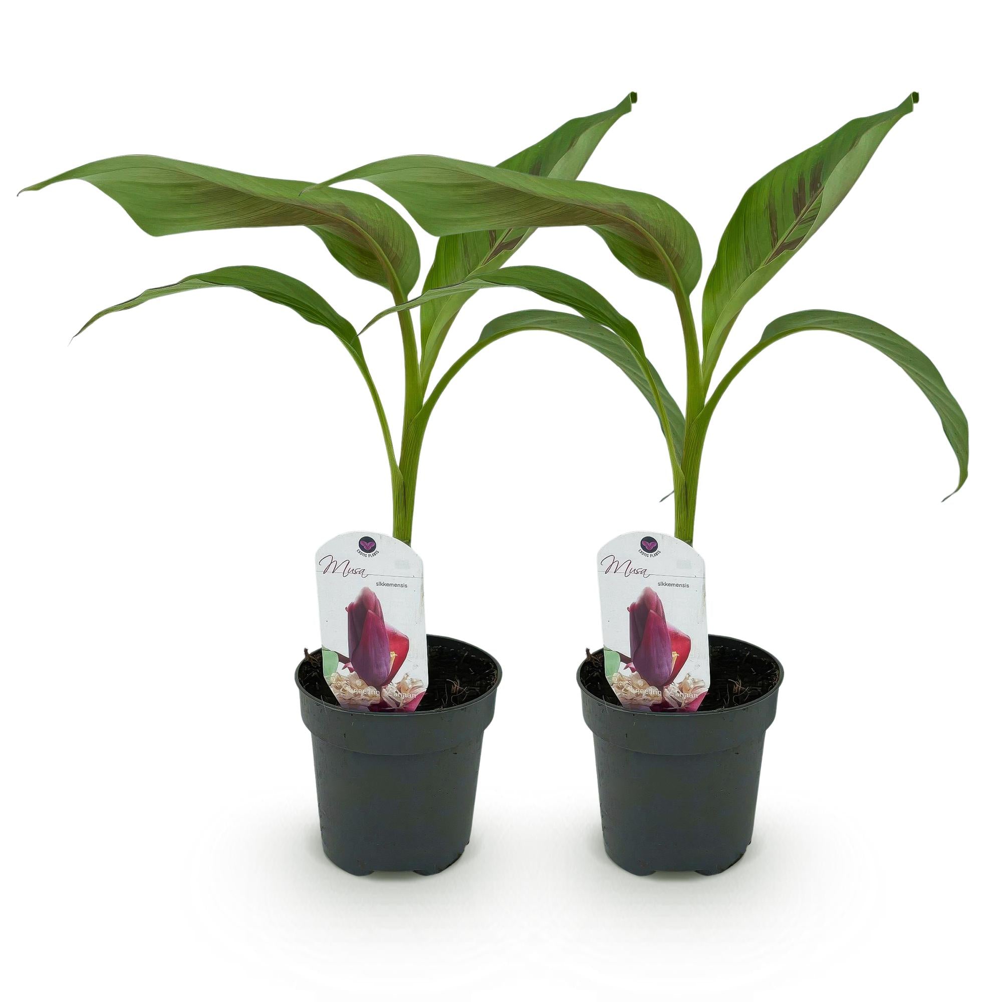 Bananenplant - Musa sikkemensis Red Tiger - Ø12cm - ↕30cm