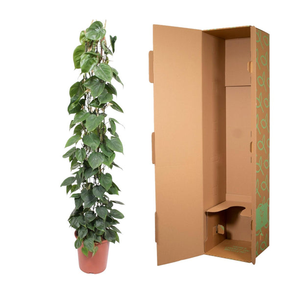 Philodendron Scandens gaasrek - Ø27cm - ↕160cm