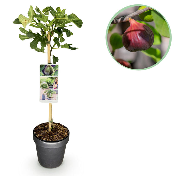 Vijgenboom op stam - Ficus carica Brown Turkey - Ø19cm - ↕90cm