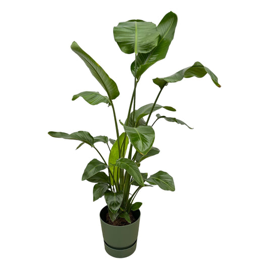 Witte paradijsvogelplant - Strelitzia nicolai - incl. Elho Greenville Round groen - Ø30cm - ↕160cm
