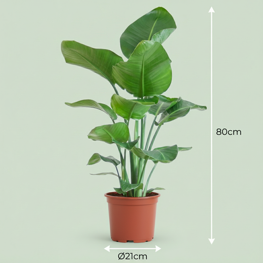 Witte paradijsvogelplant - Strelitzia nicolai - Ø19cm - ↕80-90cm