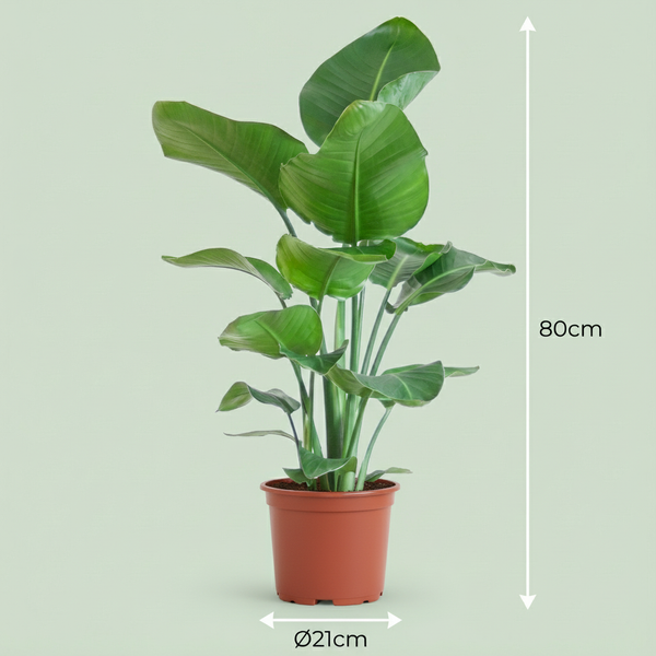 Witte paradijsvogelplant - Strelitzia nicolai - Ø19cm - ↕80-90cm