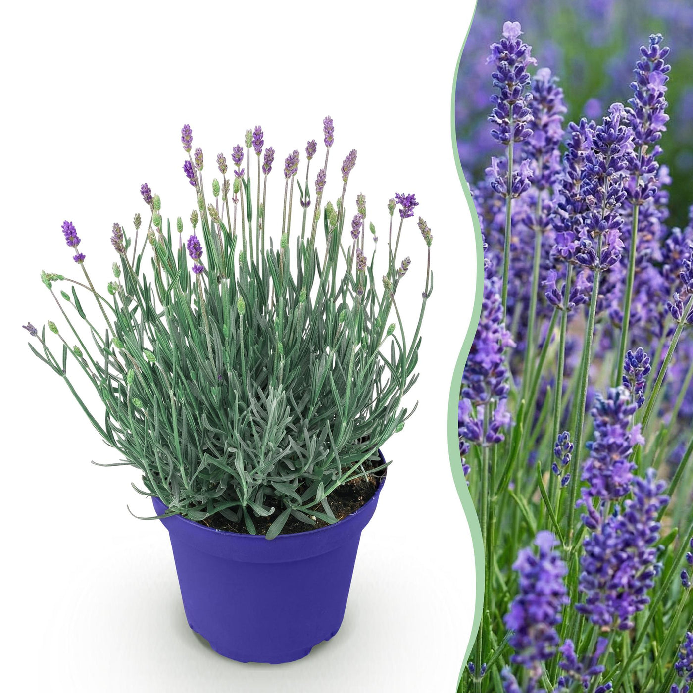 Lavendel - Lavandula angustifolia Hidcote - paars - Ø12cm - ↕15-25cm