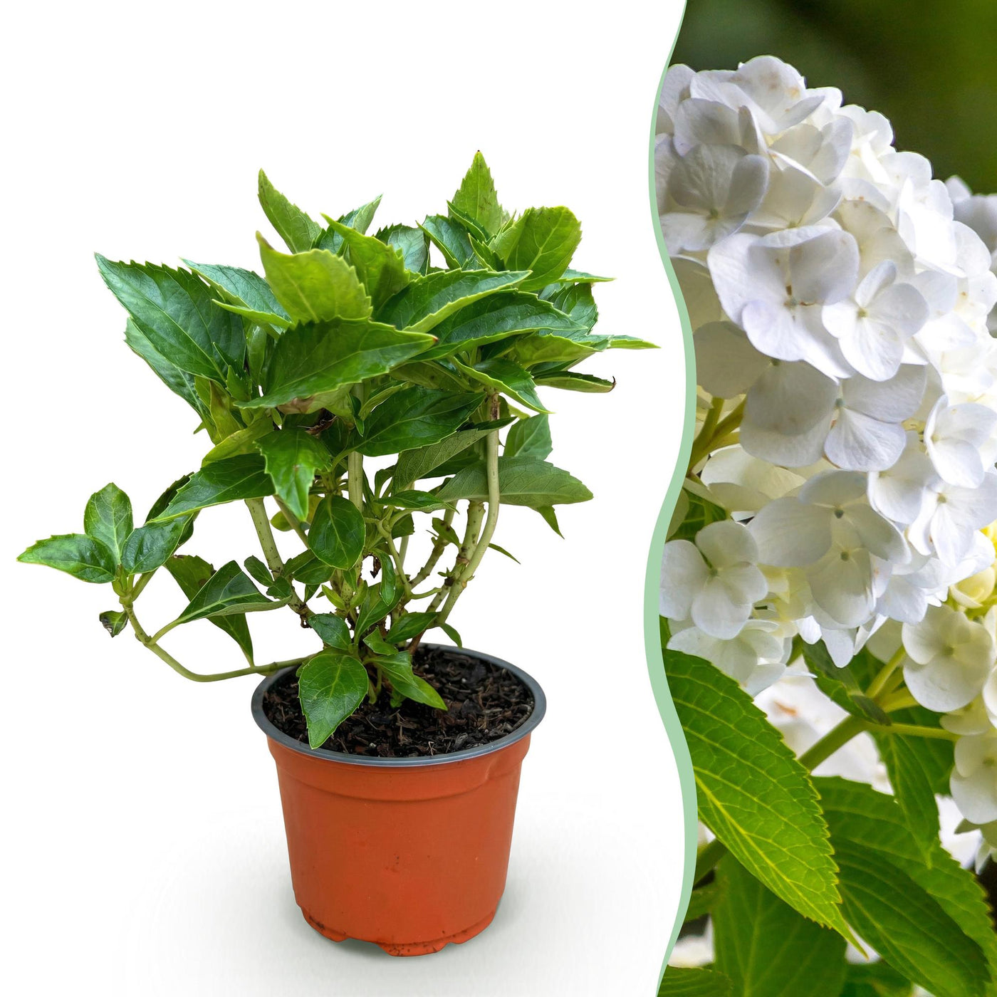 Hortensia - Hydrangea macrophylla Wit - wit - Ø12cm - ↕20-30cm