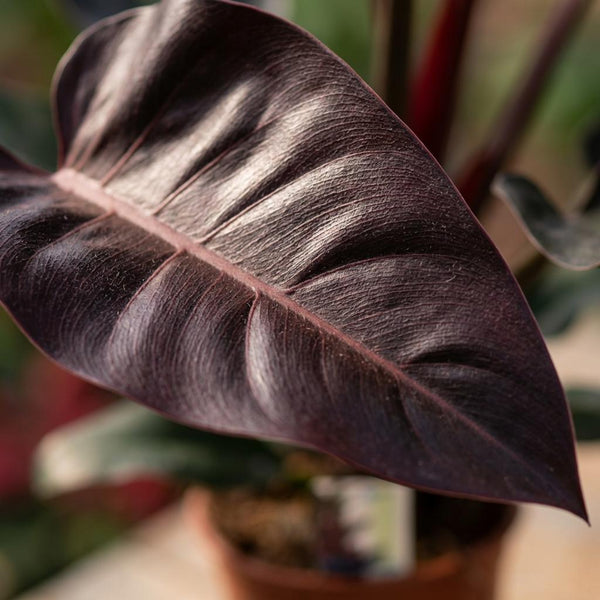 Philodendron Imperial Red - Rood - Ø19cm - ↕60cm