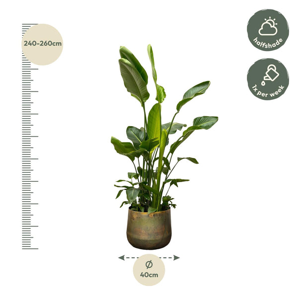 Witte paradijsvogelplant - Strelitzia nicolai - Ø40cm - ↕250cm