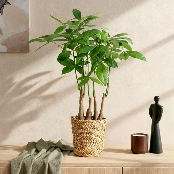 Geldboom - Pachira aquatica multi stam - Ø17cm - ↕50-55cm