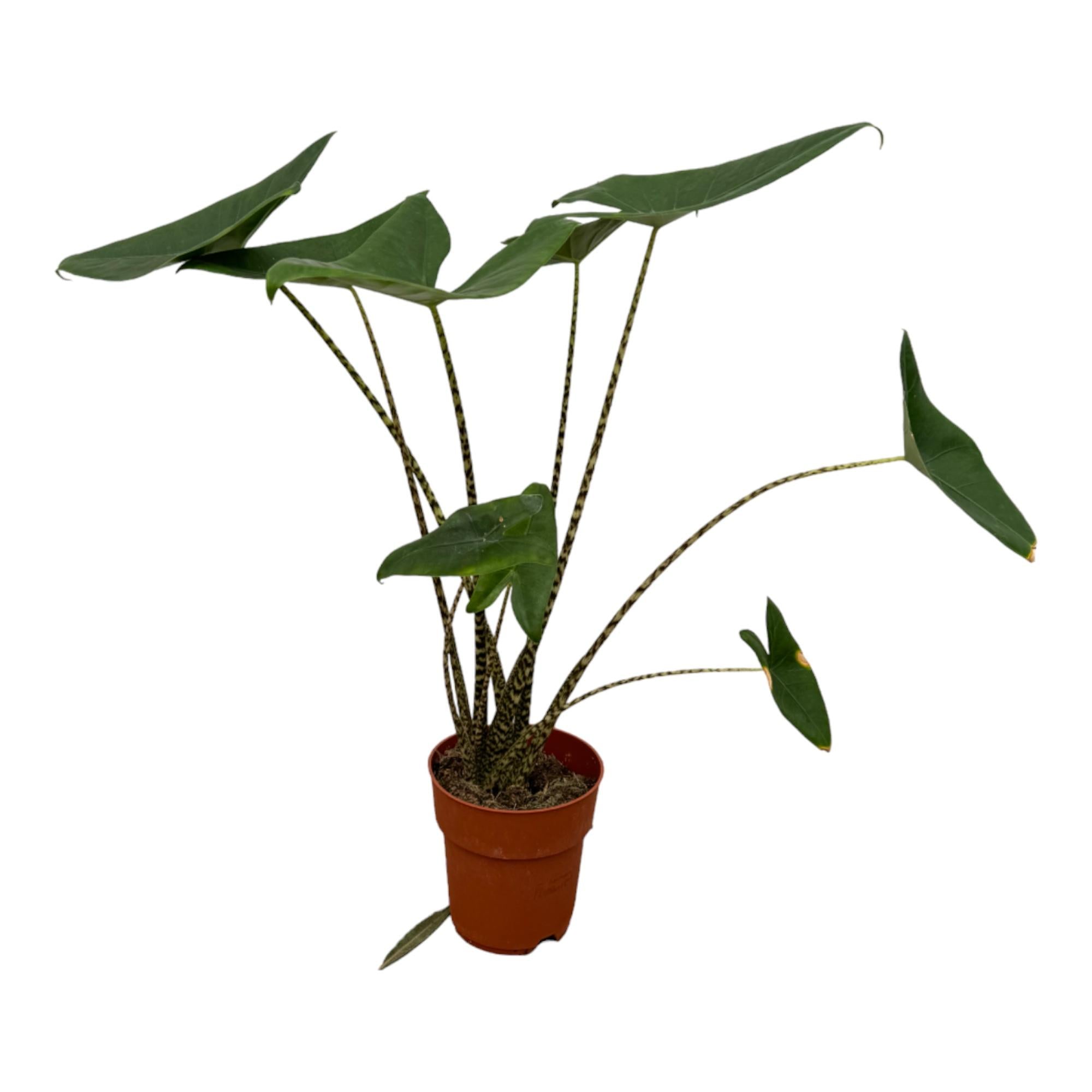 Olifantsoor - Alocasia zebrina - Ø21cm - ↕80cm