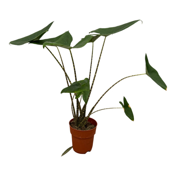 Olifantsoor - Alocasia zebrina - Ø21cm - ↕80cm