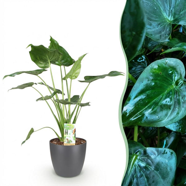 Boeddha-plant - Alocasia cucullata
