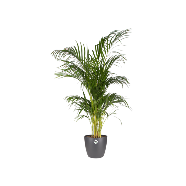 Pot Elho Brussels Round - antraciet - Ø30cm - ↕27cm