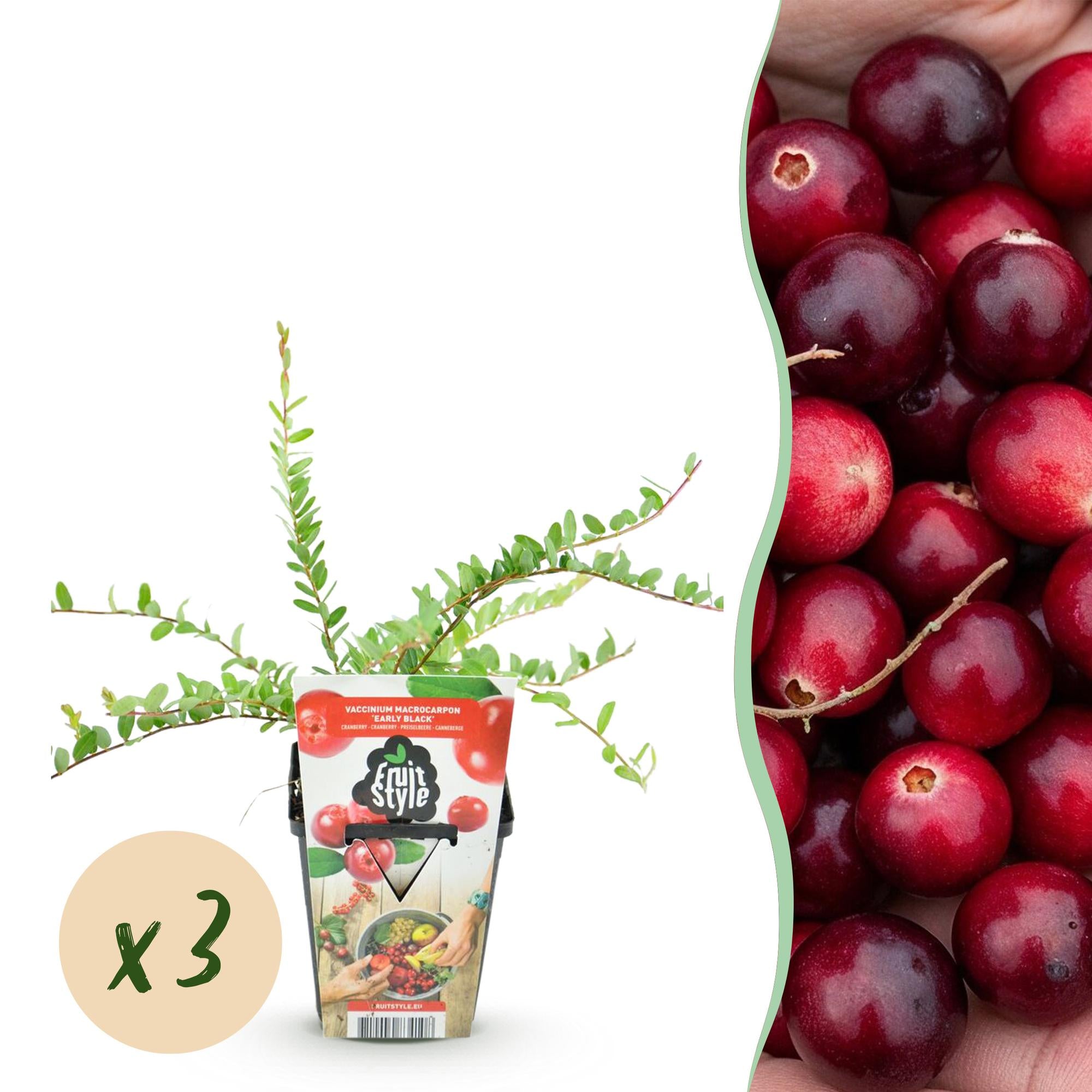 Bosbes - Vaccinium macrophylla Early Black - Ø9cm