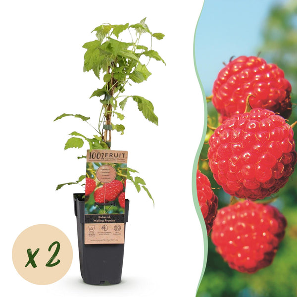 2x Framboos - Rubus idaeus Malling Promise - Ø15cm - ↕50cm