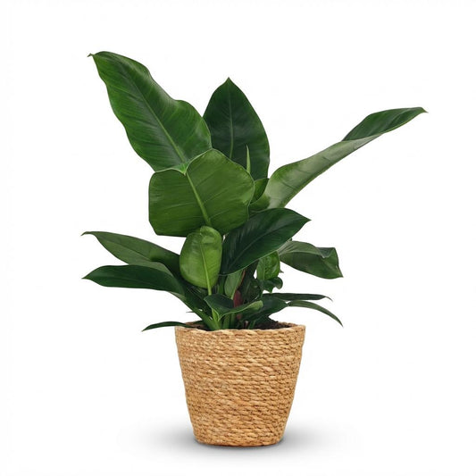 Philodendron Imperial Green - Ø19cm - ↕65cm