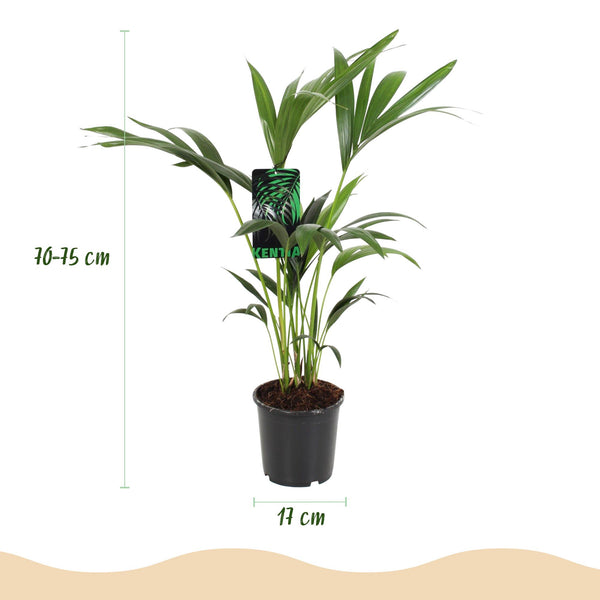 Kentiapalm - Howea forsteriana - Ø17cm - ↕70-75cm