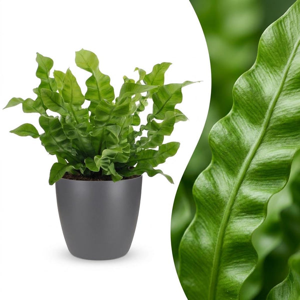 Tongvaren - Asplenium Crispy Wave - incl. Elho Potter - grijs - Ø12cm - ↕30cm