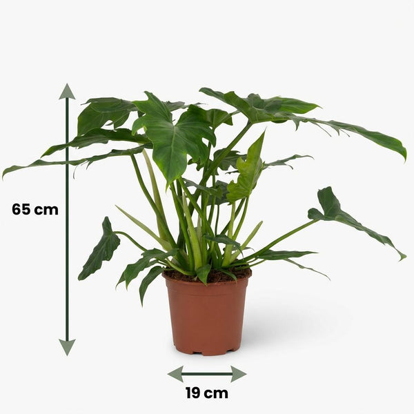 Philodendron Lacerum - Ø19cm - ↕65cm