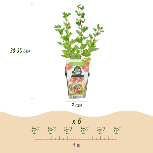 Kruisbes - Ribes uva-crispa Hinnonmaki Rod - Ø9cm