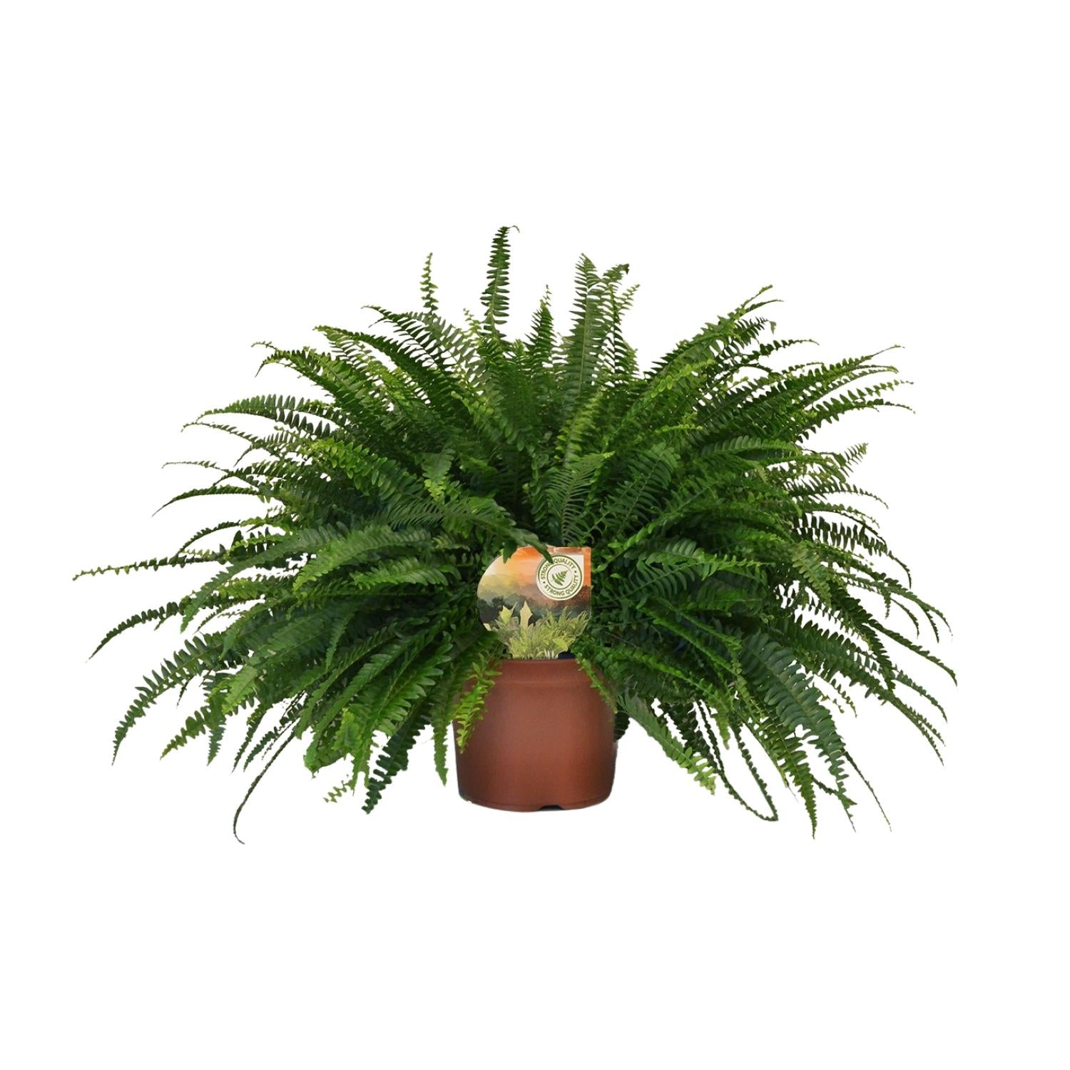 Hangende Varen - Nephrolepis Green Lady - Ø19cm - ↕60cm