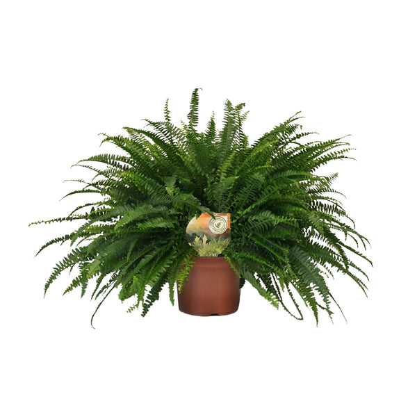 Hangende Varen - Nephrolepis Green Lady - Ø19cm - ↕60cm