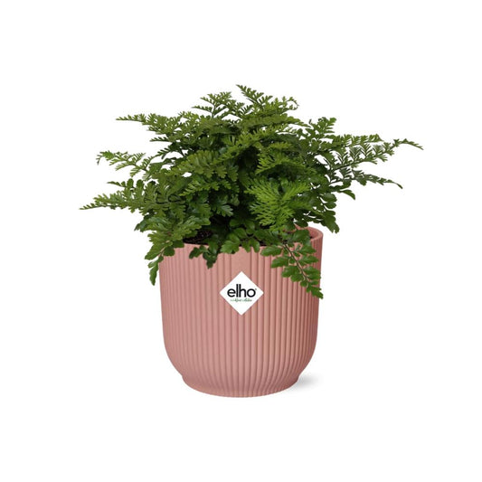 Tongvaren - Asplenium Parvati - incl. Elho Vibes Fold Roze - ↕14cm