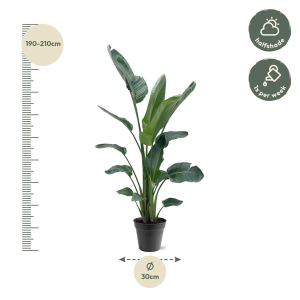 Witte paradijsvogelplant - Strelitzia nicolai - Ø34cm - ↕190-225cm