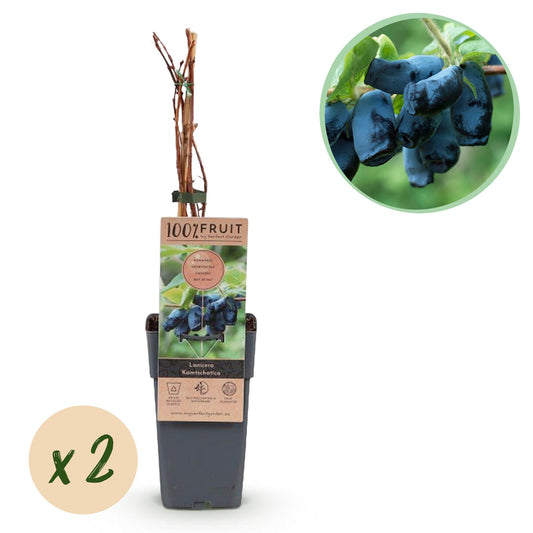 Honingbes - Lonicera caerulea Kamchatika - Ø15cm - ↕50cm