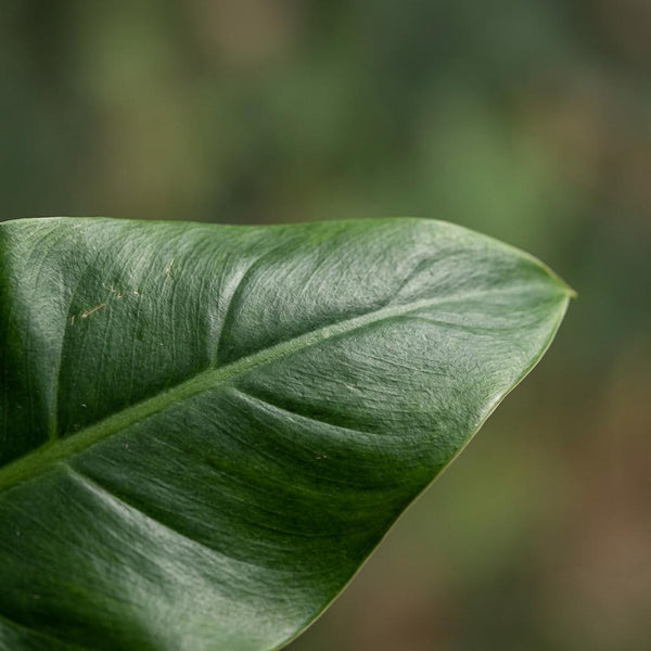 Philodendron Imperial Green - Ø19cm - ↕65cm
