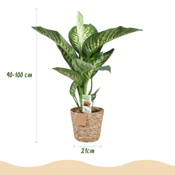 Dieffenbachia - Dieffenbachia Tropic Snow - Ø21cm - ↕90-100cm