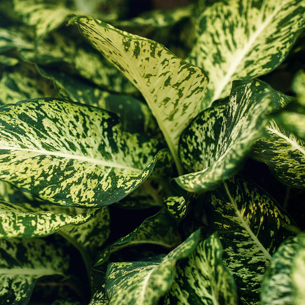 Dieffenbachia - Dieffenbachia Compacta - Ø17cm - ↕45-50cm