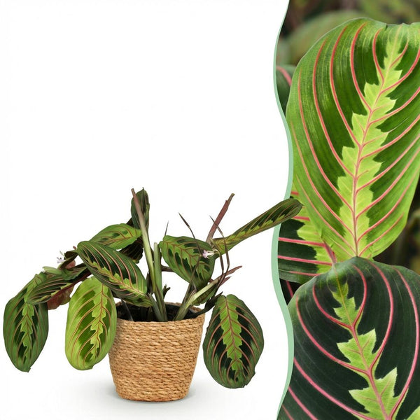Gebedsplant - Maranta Fascinator Tricolour - Ø12cm - ↕25cm