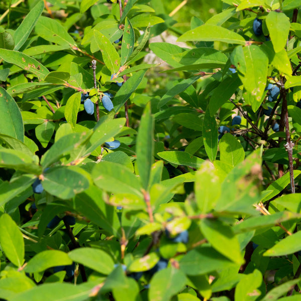 Honingbes - Lonicera caerulea Kamchatika - Ø15cm - ↕50cm