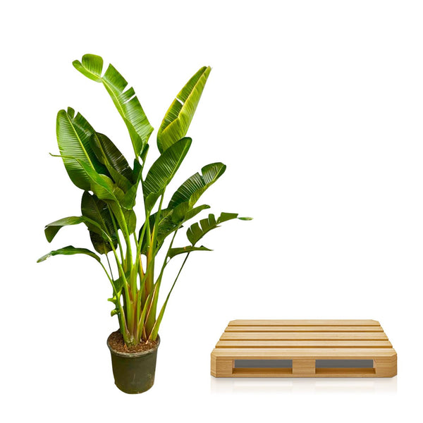 Witte paradijsvogelplant - Strelitzia augusta multi stam - Ø30cm - ↕250cm