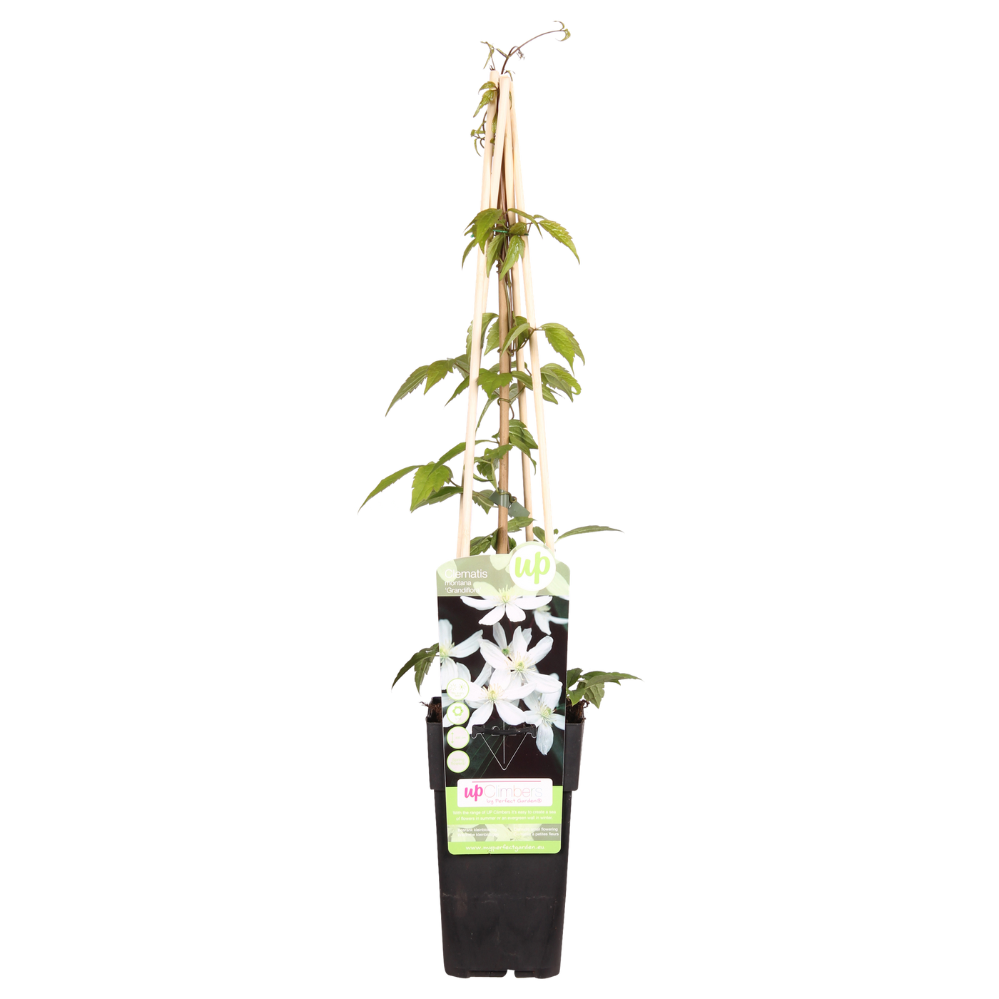 Bosrank - Clematis montana grandiflora - Ø15cm - ↕65cm