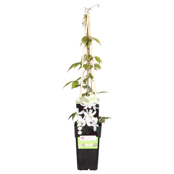 Bosrank - Clematis montana grandiflora - Ø15cm - ↕65cm