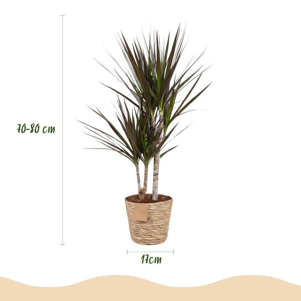 Drakenbloedboom - Dracaena Magenta - Ø17cm - ↕70-80cm