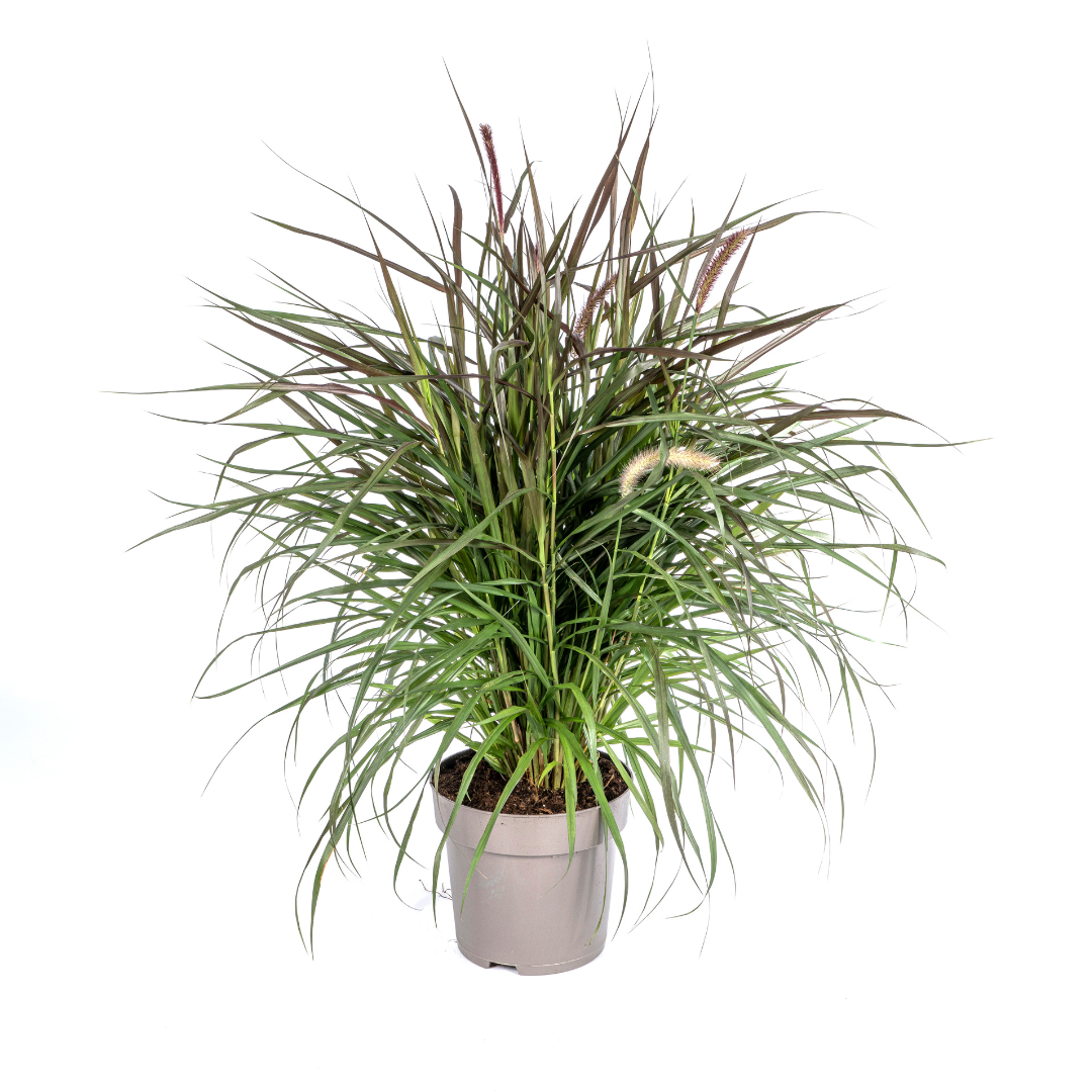 Lampenpoetsersgras - Pennisetum advena 'Chelsea' - Ø27cm - ↕80cm