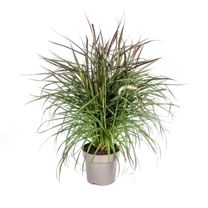 Lampenpoetsersgras - Pennisetum advena 'Chelsea' - Ø27cm - ↕80cm